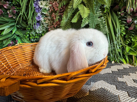 2 mini lop boys