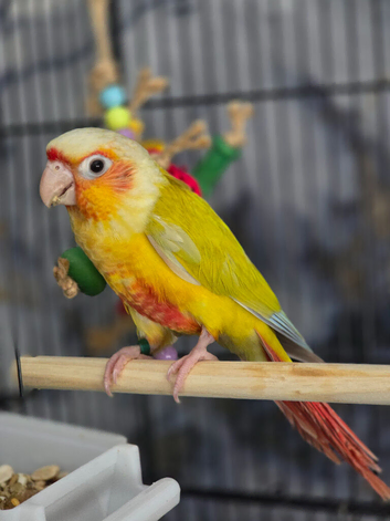 Handreared Turquoise conures