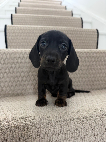 True Mini KC dachshund pups