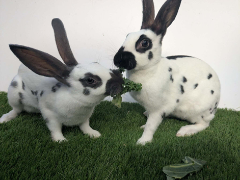 Purebred young English rabbits looking for good homes