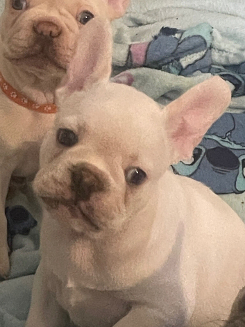 Female French bulldog puppy