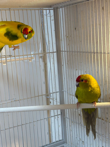 Breeding pair of kakarikis