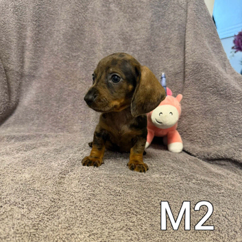 Miniature Dachshund