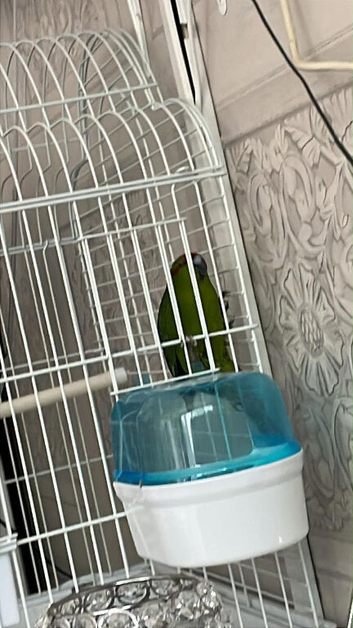 Kakariki parrot for sale 120 with everything cage food he loves dancing he got a bracelet on his foot with his date of birth he&rsquo;s only 6 months old so