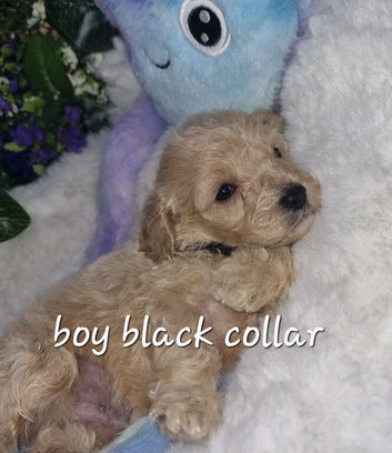 Cavapoochon