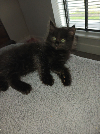 9 weeks old ready for new homes