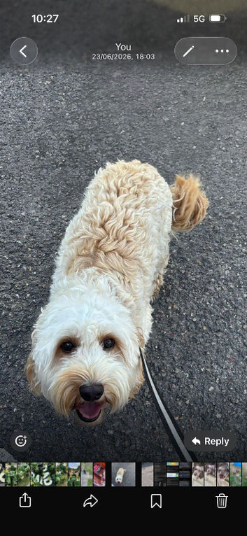 Cockapoo male 2 years old