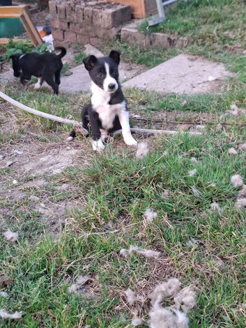 Border collie pups