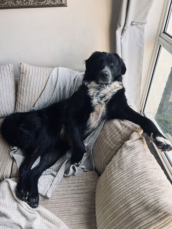 URGENT REHOME REQUIRED - please read full description