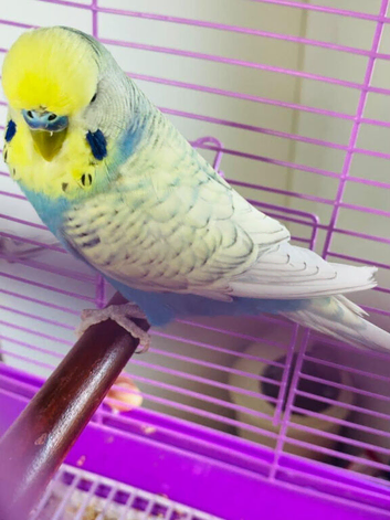 Spangle male