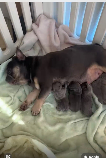 4 stunning French bulldogs puppies