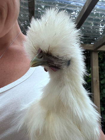 Male white silkie - 7 weeks old