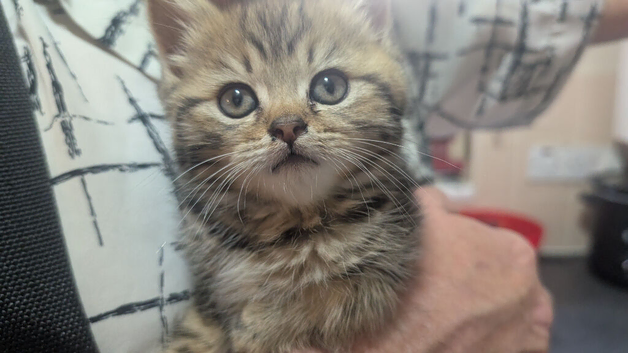 Adorable  Fluffy Cuddly Kitten looking for their forever Home