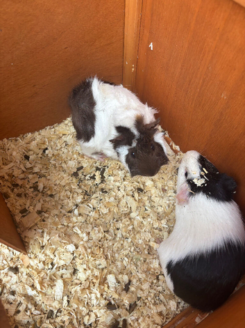 X2 boar guinea pigs with hutch
