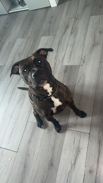 18 months old male staffordshire bull terrier
