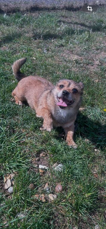 Buddy for rehome