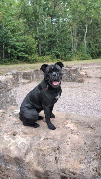 Cane corso mixed