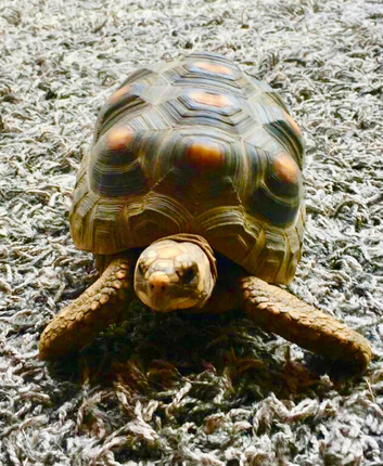 Tortoise needs a good home with may be an other tortoise