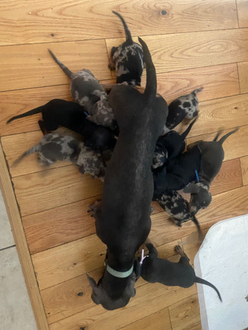 11 beautiful puppies dachshund  rehome