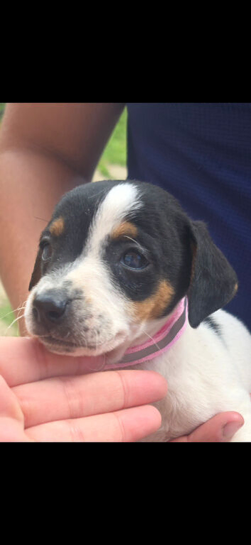 Jack russel