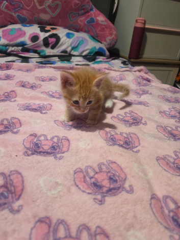 Male and female kittens for sale