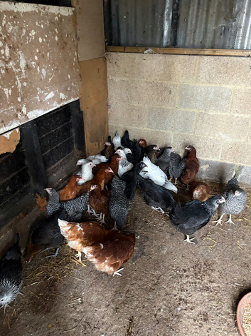 POL Pullets