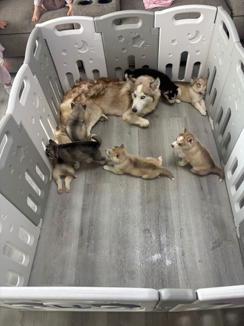2 Siberian huskies ready in 7 days