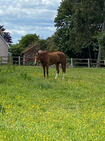 Livery arrangement for my mare!
