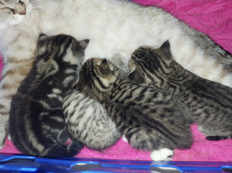 British shorthair x bengal