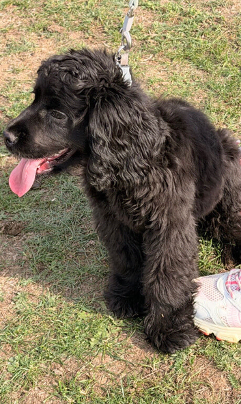American cocker cross poodle