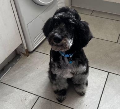 Merl cockapoo boy for sale