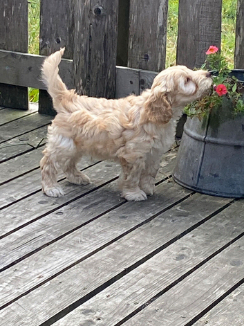 Stunning cockapoo puppies