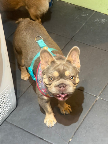 Frenchie girl