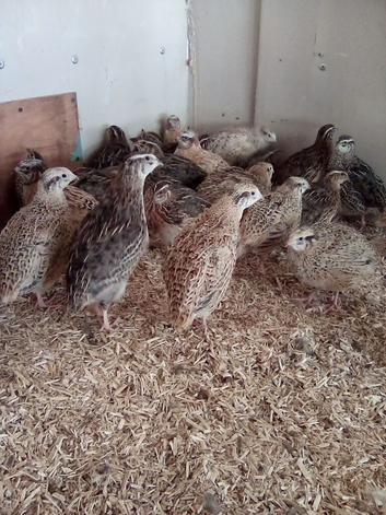 Jumbo quail for sale