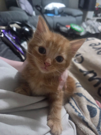 Ginger Male kitten