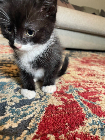 Friendly kittens looking for homes