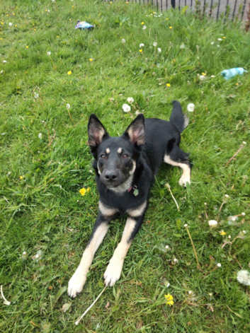 Dutch Shepard X