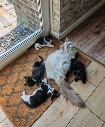 Lovely Ragdoll Kittens with Blue Eyes ready to leave