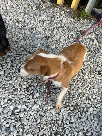 Jack Russel