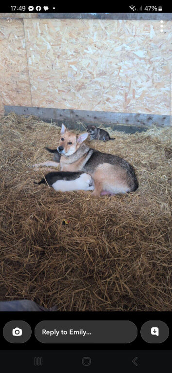 German shepherd x Cocasian shepherd