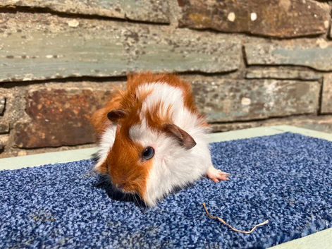 Guineapig boys