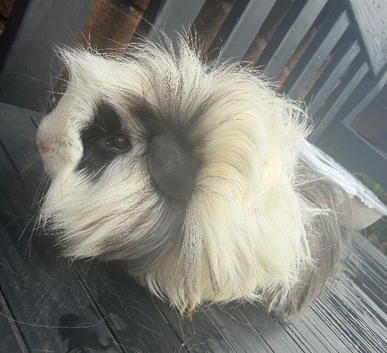 2 male long haired 9 month old guinea pigs