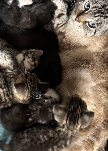 Kittens looking for new home