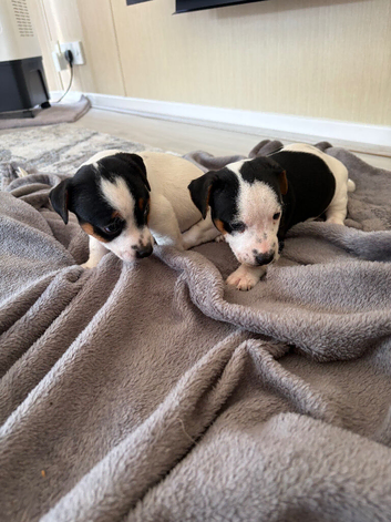 Jack Russel Puppys