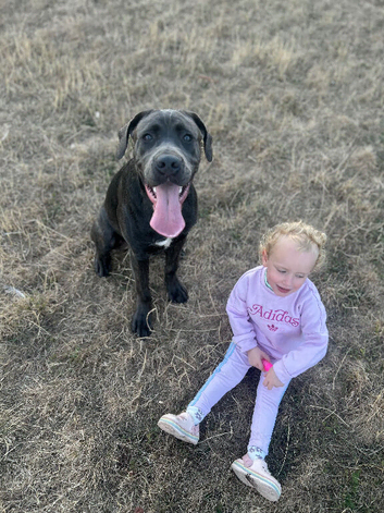 Cane corso cross presa canario