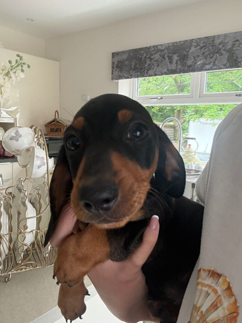Miniature dachshund puppies