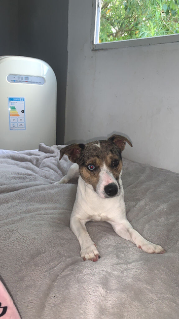 Jack Russell stud merl