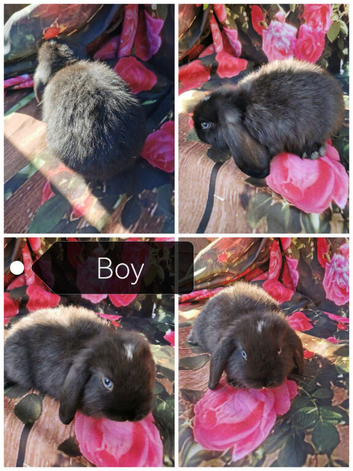 Baby mini lop