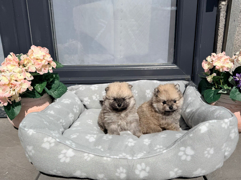 Gorgeous Russian Teddy bear Pomeranian puppies