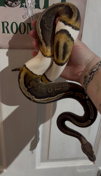 CB23 Female GHI Pied Royal